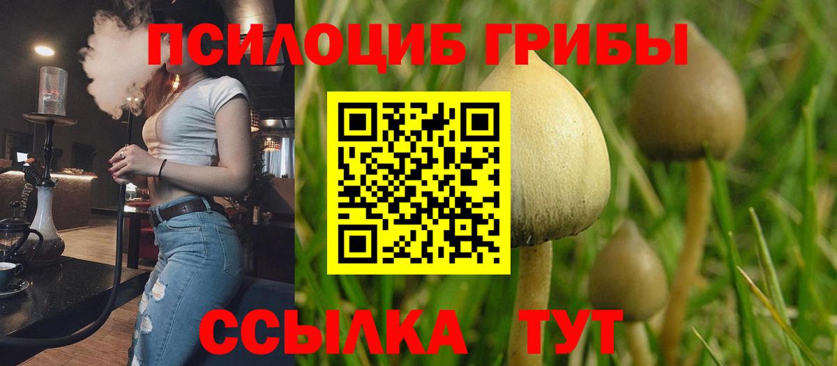 Галлюциногенные грибы Psilocybe Белебей